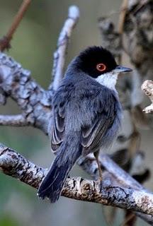 DE CAMBRILS AL DELTA DEL EBRO 2º-CAMBRILS the Ebro Delta 2