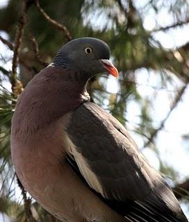 DE CAMBRILS AL DELTA DEL EBRO 2º-CAMBRILS the Ebro Delta 2