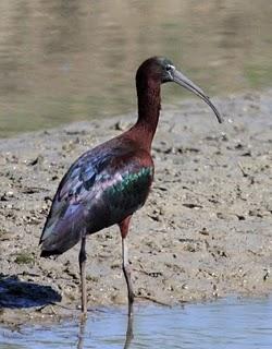 DE CAMBRILS AL DELTA DEL EBRO 2º-CAMBRILS the Ebro Delta 2