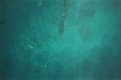 En busca del Señor de los Mares I