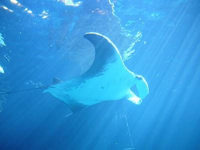 En busca del Señor de los Mares I