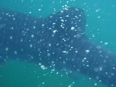 En busca del Señor de los Mares I