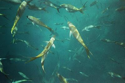 En busca del Señor de los Mares I