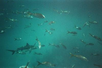 En busca del Señor de los Mares I