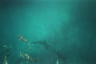 En busca del Señor de los Mares I