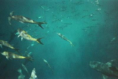 En busca del Señor de los Mares I