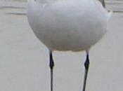 Charadrius alexandrinus, chorlitejo patinegro