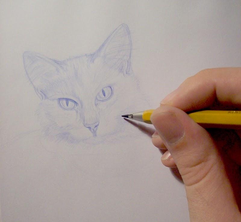 Práctica de dibujo con mi gato / Drawing practice with my cat