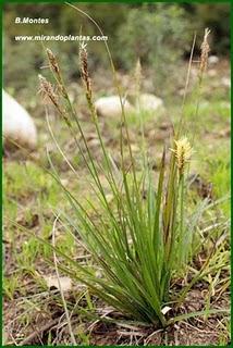 Carex halleriana Assó