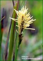 Carex halleriana Assó