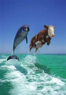 La ballena, esa vaca