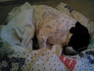 ORCO, DESPUES DE MAS DE 1 AÑO EN LA RESI ESTA ACOGIDO, AHORA A POR UN HOGAR DEFINITIVO-SEVILLA