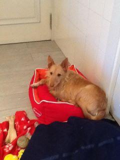 Tami , en su casa de acogida