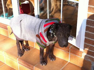 MENTA SHAR PEI DETROZADA Y ABANDONADA.