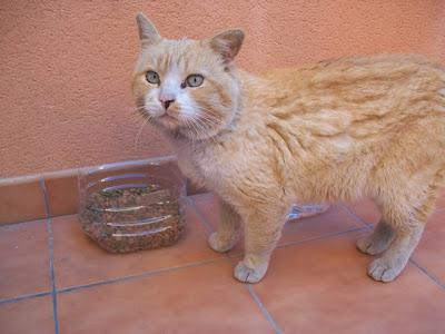 SIGUE EN LA CALLE!! 10/02 EIDEN, otro rubio abandonado y asustado (Murcia)‏