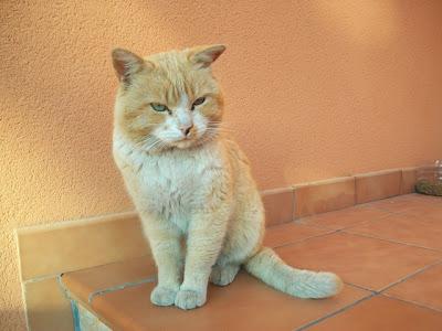 SIGUE EN LA CALLE!! 10/02 EIDEN, otro rubio abandonado y asustado (Murcia)‏