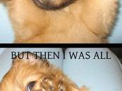 Facetas perrunas