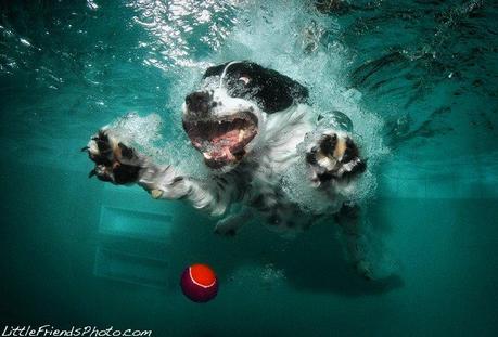 Seth Casteel  – Feroces perros acuáticos