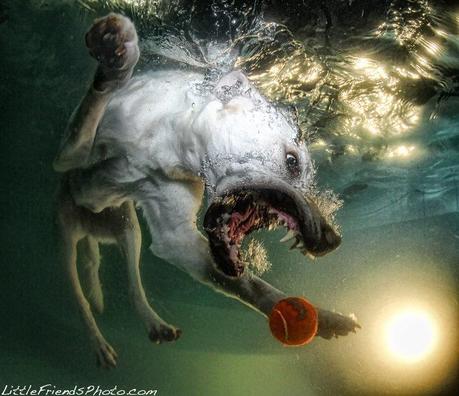 Seth Casteel  – Feroces perros acuáticos
