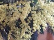 Mimosas anuncian primavera