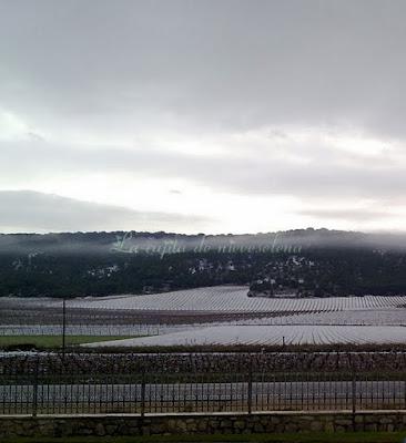 Bodega restaurante Arzuaga... y cecina.