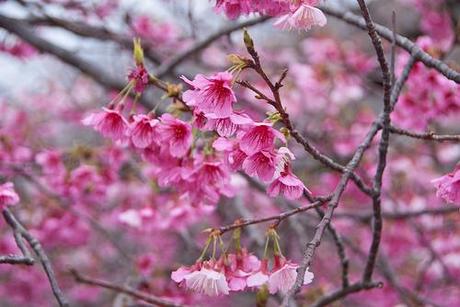 Sakura en Okinawa