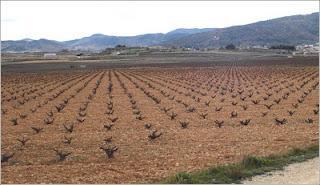 Vergel Selección Barricas 2008, de La Bodega de Pinoso