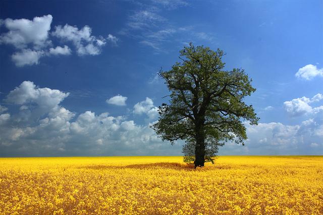 Campos de sol