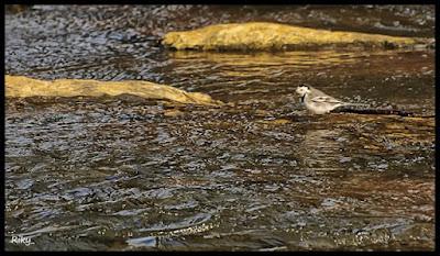 Reportaje en El Bolao