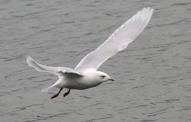 GAVIOTAS DEL NORTE DE ESPAÑA,BAHIA DE TXINGUDI/PLAIAUNDI-GULLS IN NORTHERN SPAIN, Bay of Txingudi / Plaiaundi-