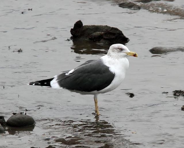 GAVIOTAS DEL NORTE DE ESPAÑA,BAHIA DE TXINGUDI/PLAIAUNDI-GULLS IN NORTHERN SPAIN, Bay of Txingudi / Plaiaundi-