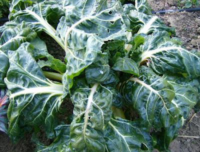 LOS ESTRAGOS DE LA OLA DE FRIO