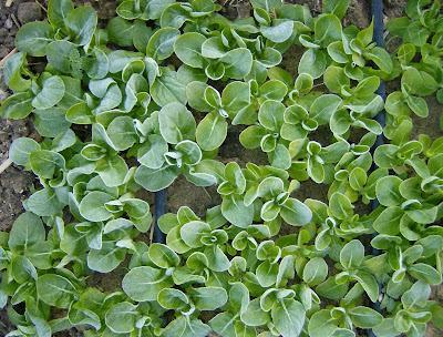 LOS ESTRAGOS DE LA OLA DE FRIO