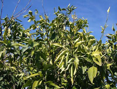 LOS ESTRAGOS DE LA OLA DE FRIO