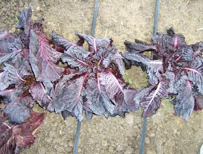 LOS ESTRAGOS DE LA OLA DE FRIO