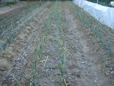 LOS ESTRAGOS DE LA OLA DE FRIO