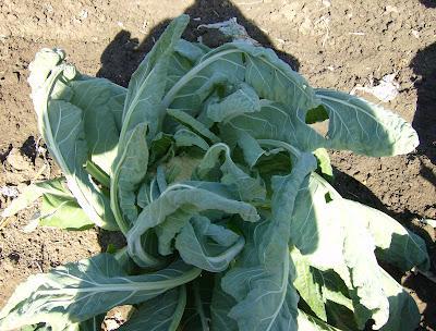 LOS ESTRAGOS DE LA OLA DE FRIO