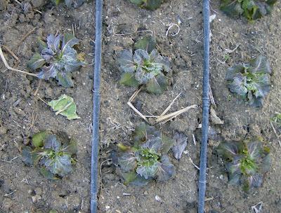 LOS ESTRAGOS DE LA OLA DE FRIO