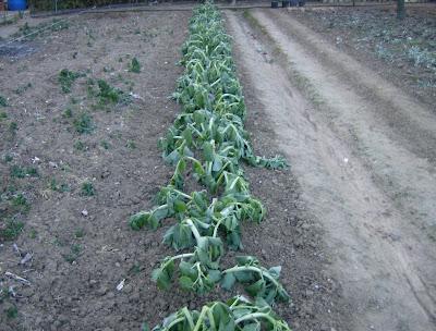 LOS ESTRAGOS DE LA OLA DE FRIO