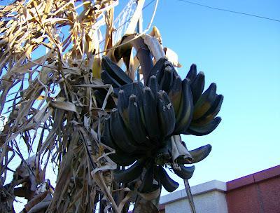 LOS ESTRAGOS DE LA OLA DE FRIO