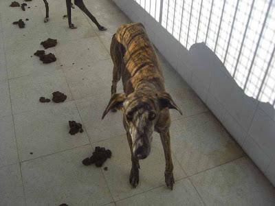 BADAJOZ (PERRERA): URGENTES!! SACRIFICIO INMINENTE 16FEBRERO. S.O.S!!! HAY MUCHOS GALGOS.