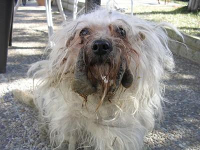 OTRO CASO DE ABANDONO EXTREMO!!! CANICHE.