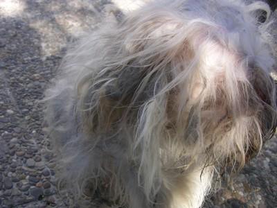 OTRO CASO DE ABANDONO EXTREMO!!! CANICHE.