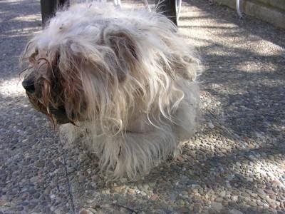 OTRO CASO DE ABANDONO EXTREMO!!! CANICHE.