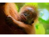 Cinecritica: Vida Secreta Orangutanes