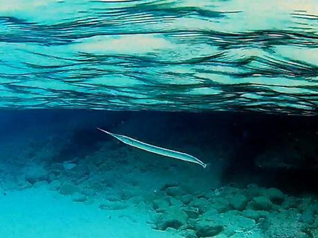 Descubre la fauna marina de Tarragona Agujas