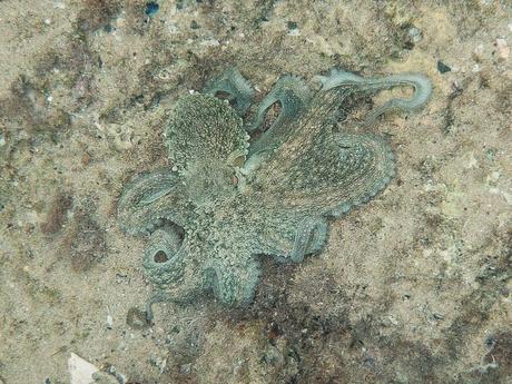 Descubre la fauna marina de Tarragona Pulpo