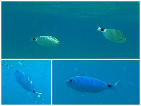 Descubre la fauna marina de Tarragona Oblada