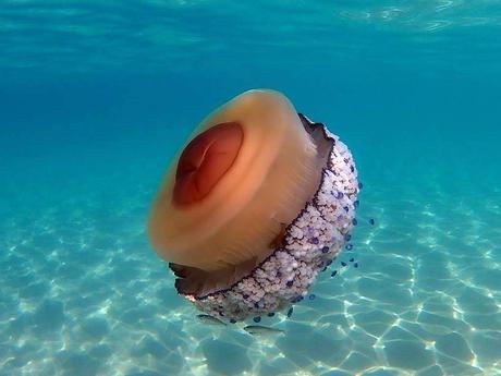 Descubre la fauna marina de Tarragona Medusas de huevo frito