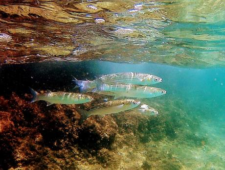 Descubre la fauna marina de Tarragona Calugas